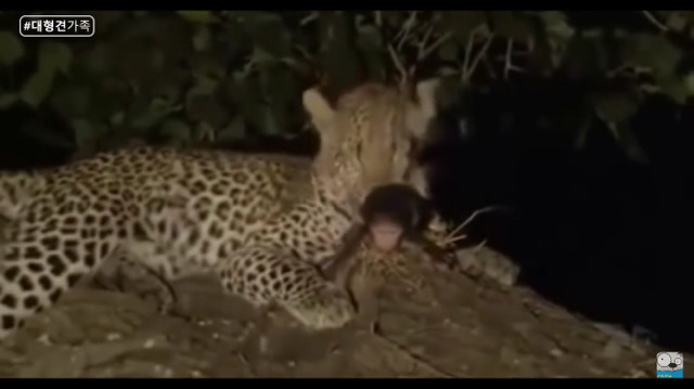 새끼가 있는줄 모르고 어미를 죽인 표범 (화질 안좋음) | 인스티즈