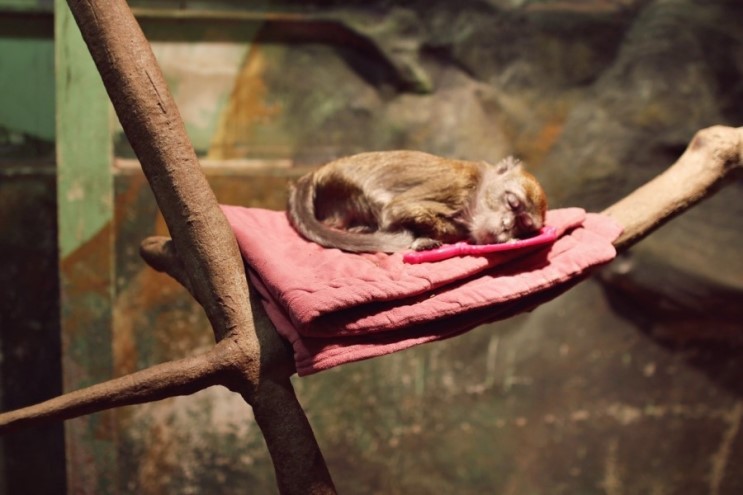 현재 난리난 동물농장 삼순이가 보내졌다는 부경동물원 상태..... | 인스티즈