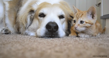 개와 고양이.gif | 인스티즈