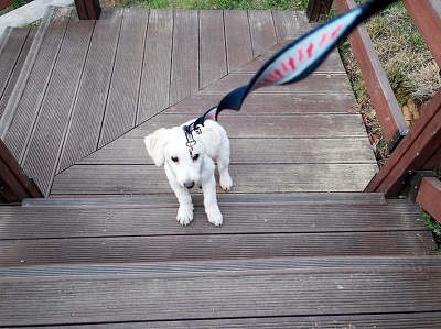 강아지 안키우는 사람들의 흔한 오해.jpg | 인스티즈