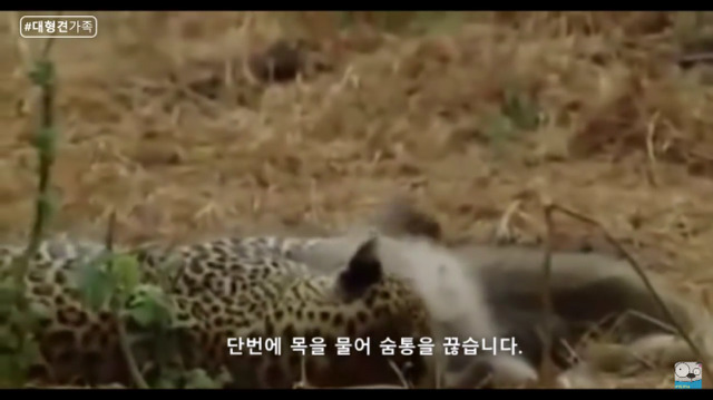 새끼가 있는줄 모르고 어미를 죽인 표범 (화질 안좋음) | 인스티즈