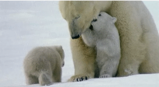 볼리베어.gif | 인스티즈