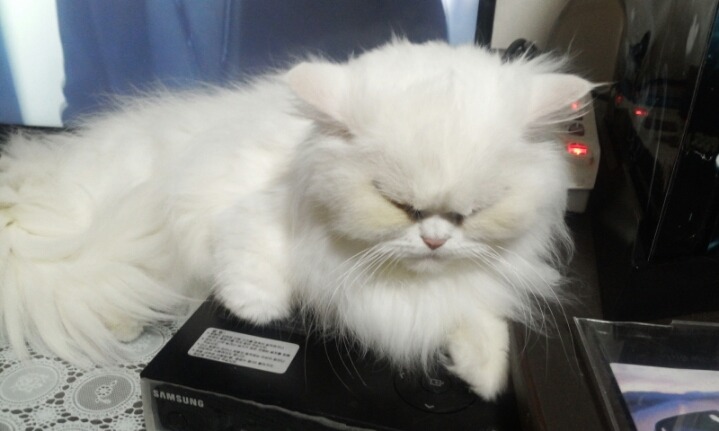 추워서 셋톱박스가 좋은 아기고양이 | 인스티즈