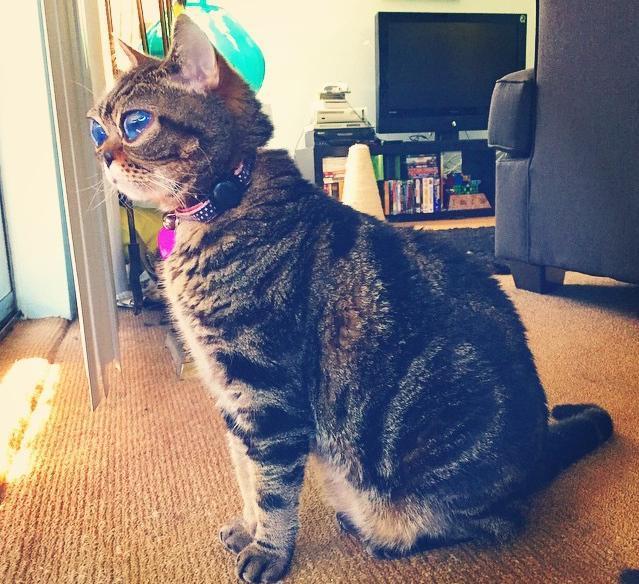 희귀병에 걸려 외계인처럼 변한 고양이(사람에 따라 무서움 주의) | 인스티즈