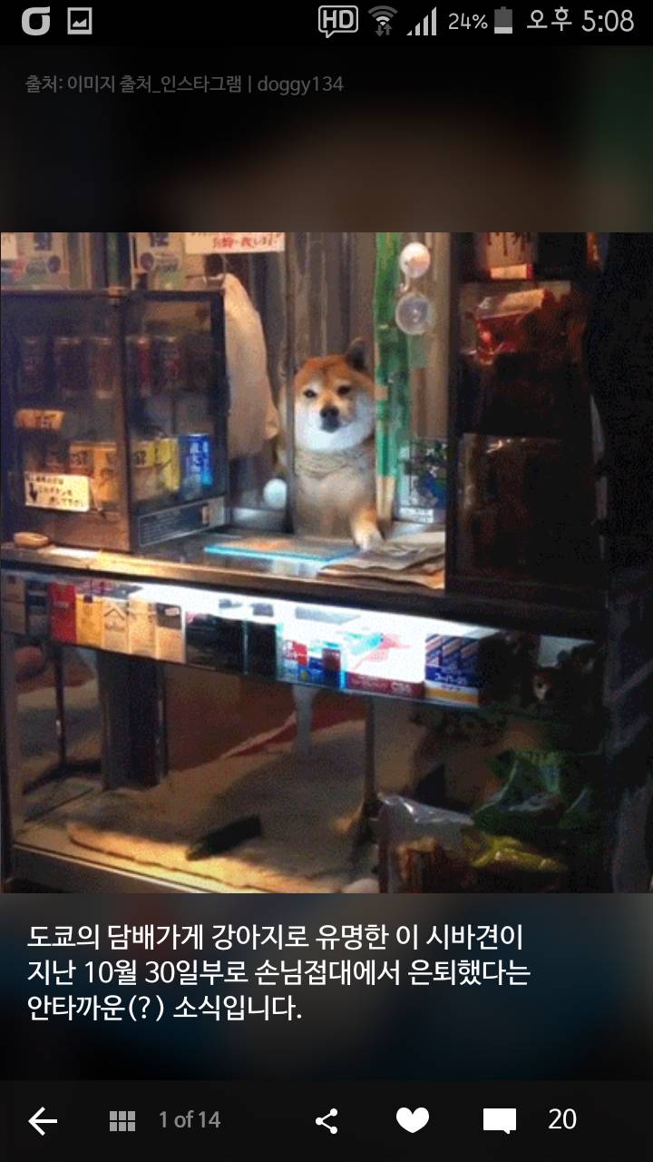 손님 접대에서 은퇴한 도쿄 담배가게의 시바견 | 인스티즈