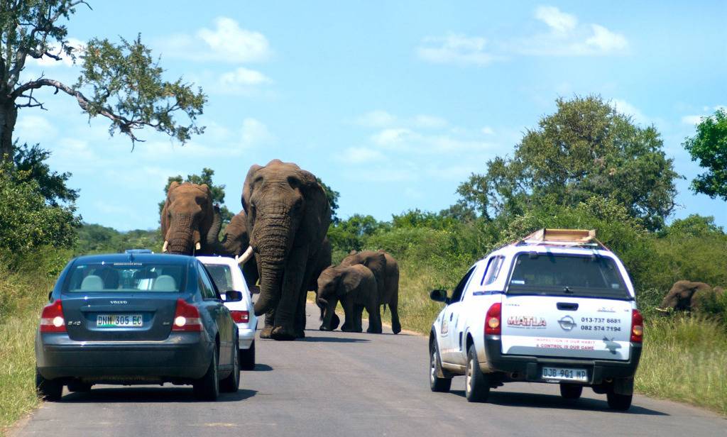 아프리카 사바나의 조폭.jpg | 인스티즈