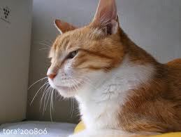 쉽게 이해하는 고양이에 관한 이야기 2 | 인스티즈