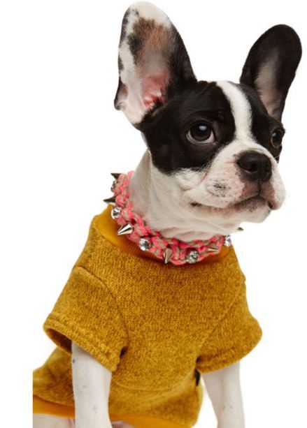 사주고 싶지만 돈없어서 못사주는 강아지옷 모음.. (부제 : 울집 강아지 눈감아) | 인스티즈