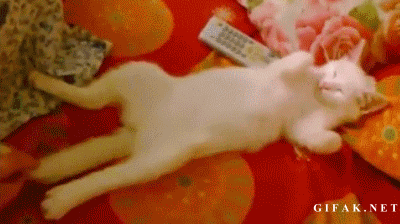 두통이 심한 고양이들.jpgif | 인스티즈