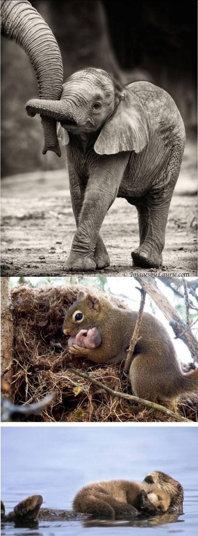 새끼를 품는 따듯한 동물들.jpg | 인스티즈