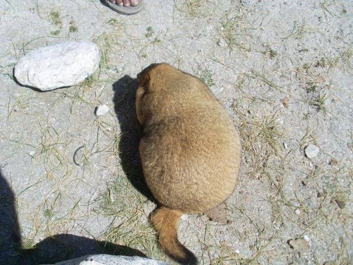 뱃살같은거 왜 만지고 싶은지 이해하게해주는 동물 | 인스티즈