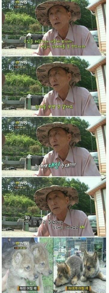 사기 당해서 늑대 키우는 집 | 인스티즈