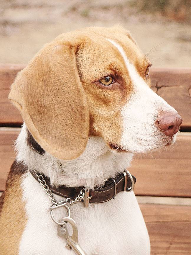 잘생기고 아련한 비글.. | 인스티즈