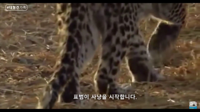 새끼가 있는줄 모르고 어미를 죽인 표범 (화질 안좋음) | 인스티즈
