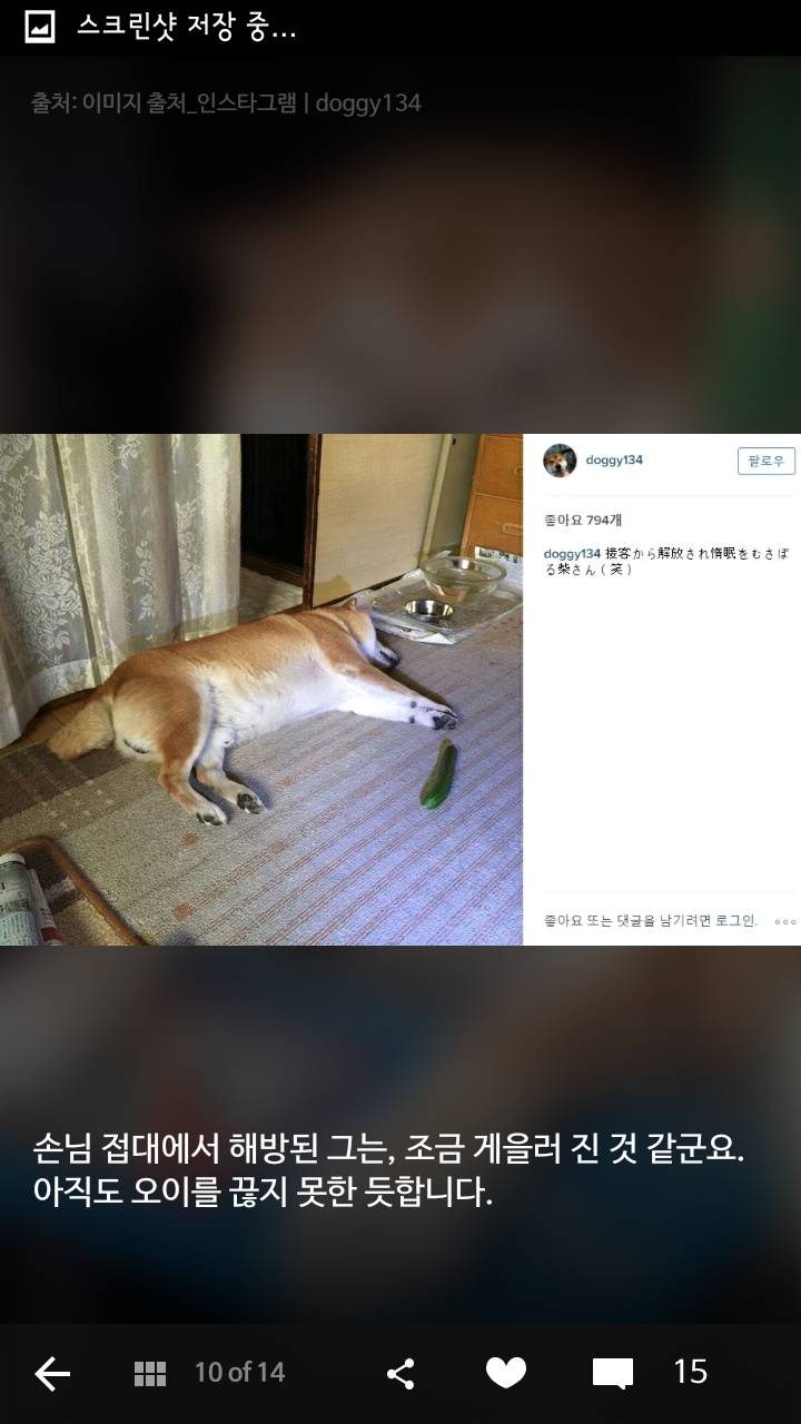 손님 접대에서 은퇴한 도쿄 담배가게의 시바견 | 인스티즈