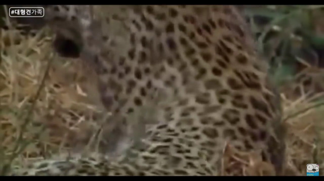 새끼가 있는줄 모르고 어미를 죽인 표범 (화질 안좋음) | 인스티즈