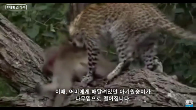 새끼가 있는줄 모르고 어미를 죽인 표범 (화질 안좋음) | 인스티즈