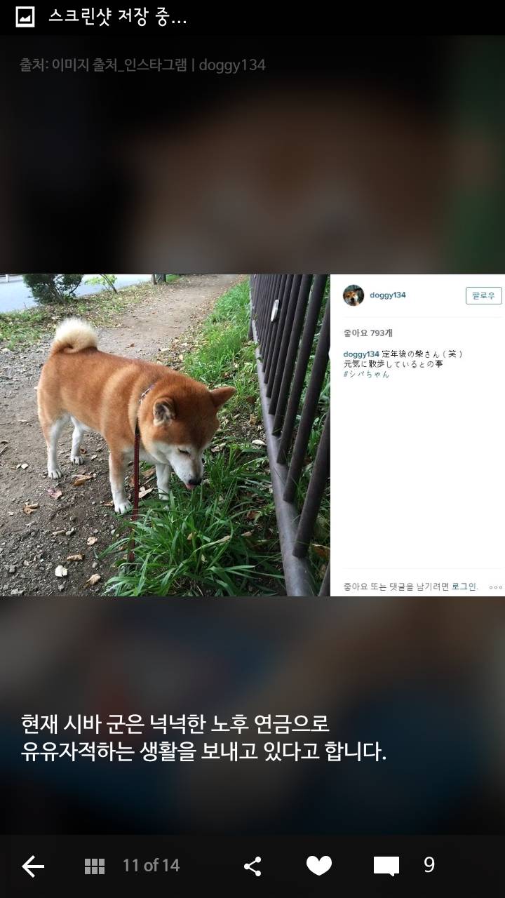 손님 접대에서 은퇴한 도쿄 담배가게의 시바견 | 인스티즈