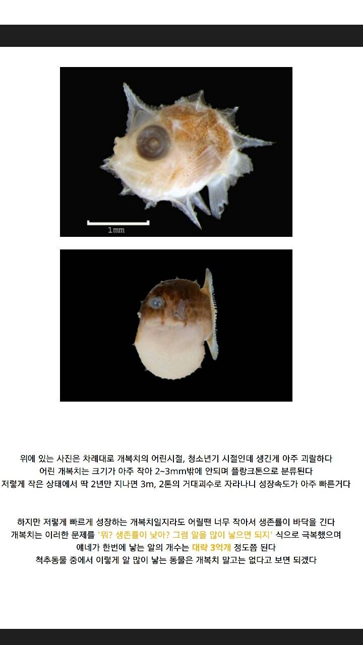 개복치가 죽는 진짜이유 | 인스티즈
