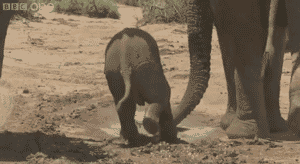 태어나긴 코끼리로태어났는데 .. 코끼리가 뭔지잘모르는듯? | 인스티즈