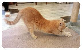 쉽게 이해하는 고양이에 관한 이야기 2 | 인스티즈