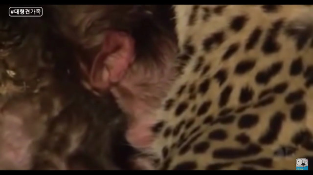 새끼가 있는줄 모르고 어미를 죽인 표범 (화질 안좋음) | 인스티즈