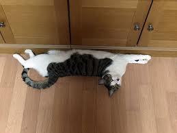 쉽게 이해하는 고양이에 관한 이야기 2 | 인스티즈