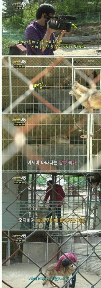 사기 당해서 늑대 키우는 집 | 인스티즈