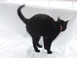 쉽게 이해하는 고양이에 관한 이야기 2 | 인스티즈