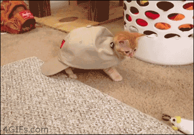 고냥이.gif | 인스티즈