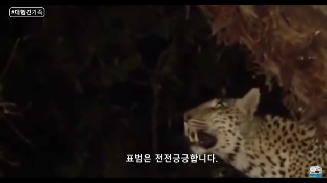 새끼가 있는줄 모르고 어미를 죽인 표범 (화질 안좋음) | 인스티즈