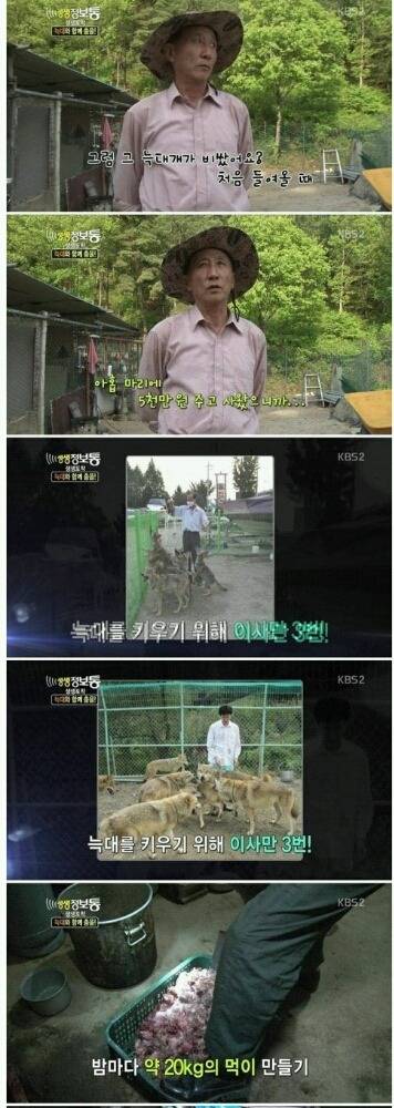 사기 당해서 늑대 키우는 집 | 인스티즈