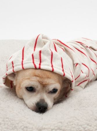 사주고 싶지만 돈없어서 못사주는 강아지옷 모음.. (부제 : 울집 강아지 눈감아) | 인스티즈