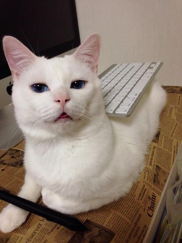 눈이 너무 이쁜 고양이.JPG | 인스티즈