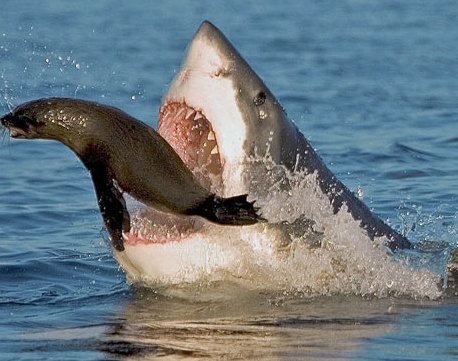 바다 가면 흔하게 볼 수 있는 한 덩치 하는 것들 | 인스티즈