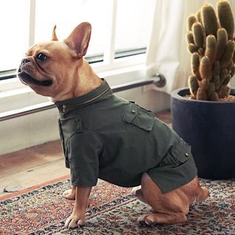 사주고 싶지만 돈없어서 못사주는 강아지옷 모음.. (부제 : 울집 강아지 눈감아) | 인스티즈