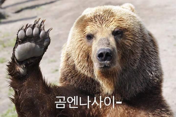 곰이 미안하면.jpg | 인스티즈