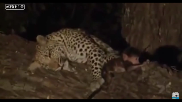 새끼가 있는줄 모르고 어미를 죽인 표범 (화질 안좋음) | 인스티즈