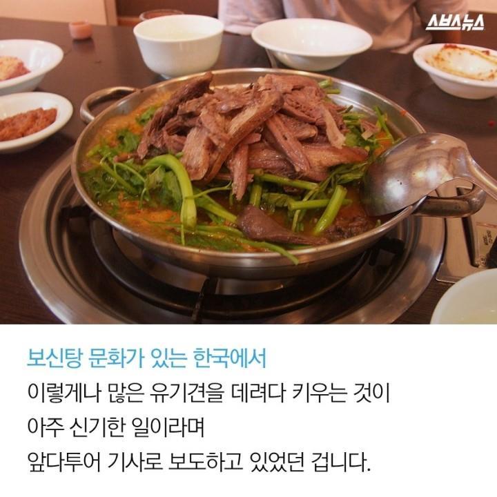  개 먹는 나라의 사연? | 인스티즈