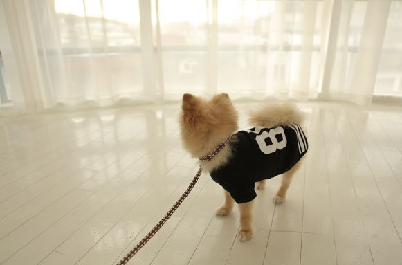 사주고 싶지만 돈없어서 못사주는 강아지옷 모음.. (부제 : 울집 강아지 눈감아) | 인스티즈