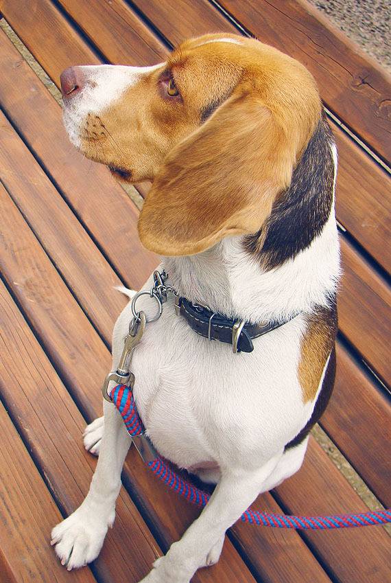 잘생기고 아련한 비글.. | 인스티즈