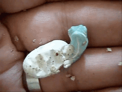 알에서 부화하는 아기 카멜레온 | 인스티즈