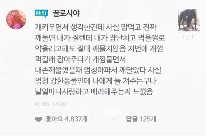 강아지주인과 고양이집사의 차이점 | 인스티즈