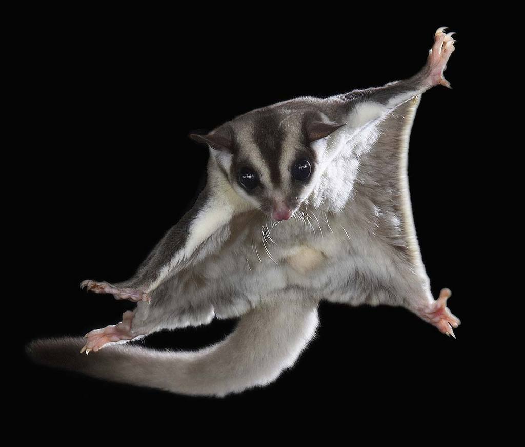 신기한 수렴진화 | 인스티즈