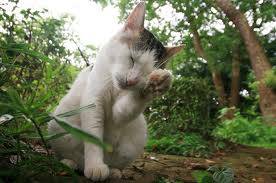 쉽게 이해하는 고양이에 관한 이야기 2 | 인스티즈