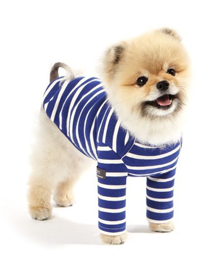 사주고 싶지만 돈없어서 못사주는 강아지옷 모음.. (부제 : 울집 강아지 눈감아) | 인스티즈