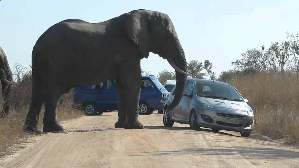 아프리카 사바나의 조폭.jpg | 인스티즈
