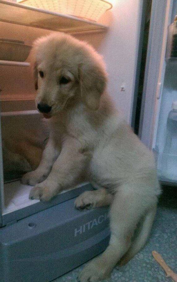 더이상 냉장고에 들어갈 수 없게 된 강아지.jpg | 인스티즈