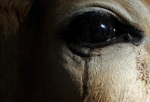 소고기! 소!!! 소! 고! 기!! | 인스티즈