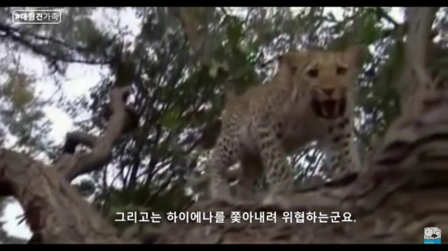 새끼가 있는줄 모르고 어미를 죽인 표범 (화질 안좋음) | 인스티즈